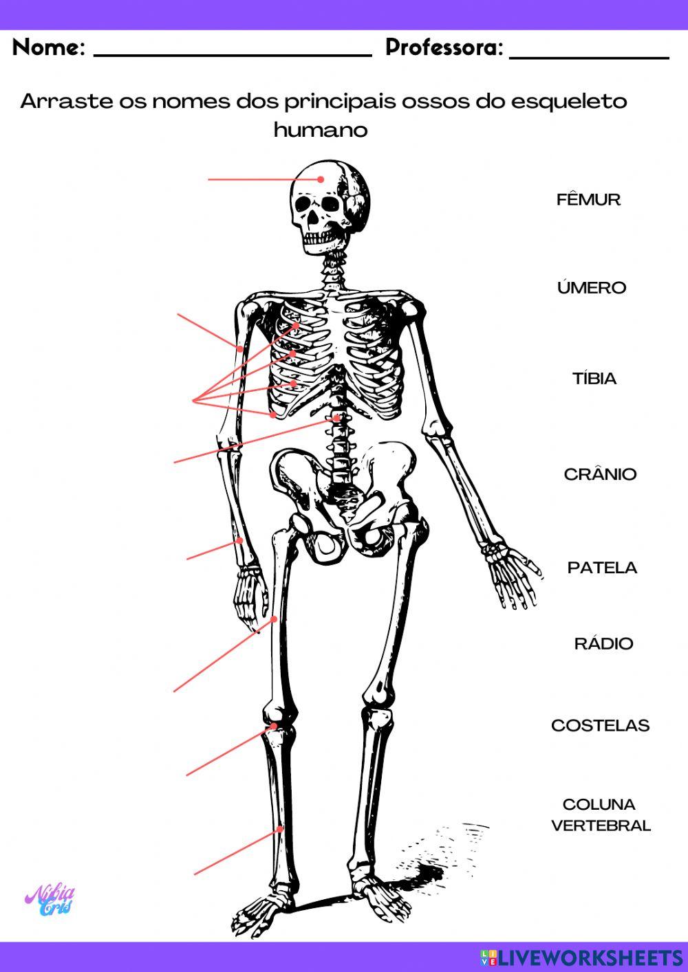 Corpo Humano - Ciências