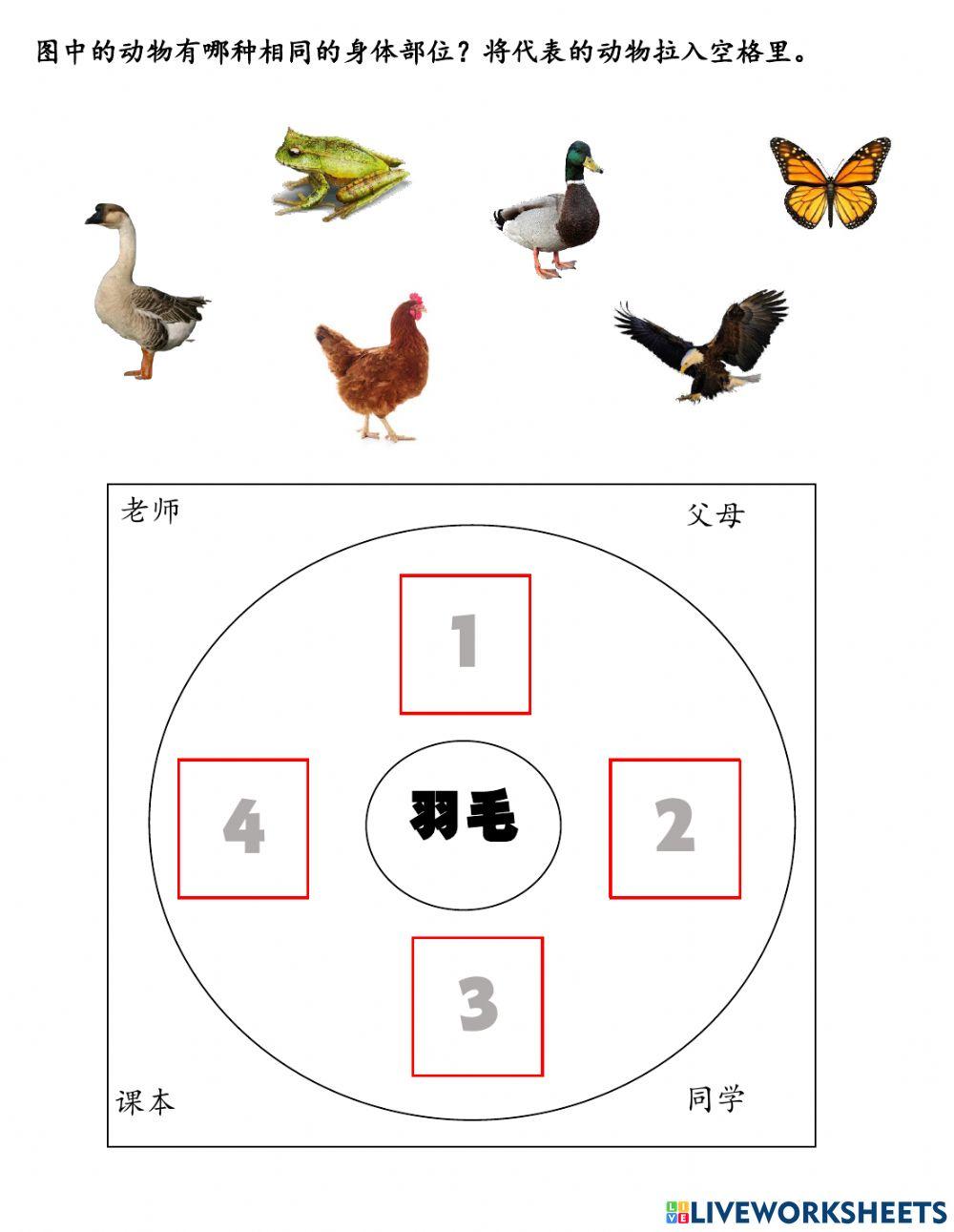动物身体相同的部位