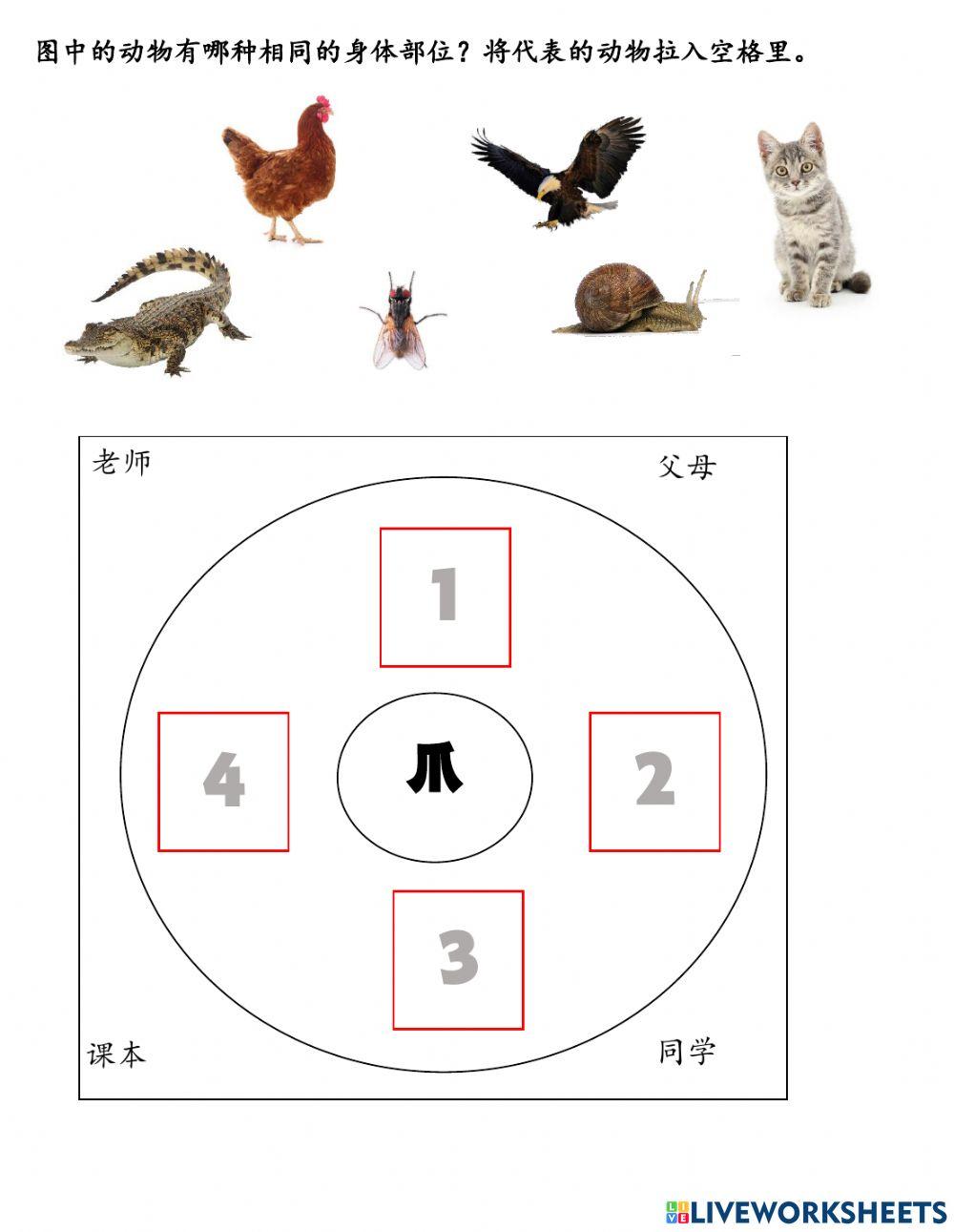 动物身体相同的部位