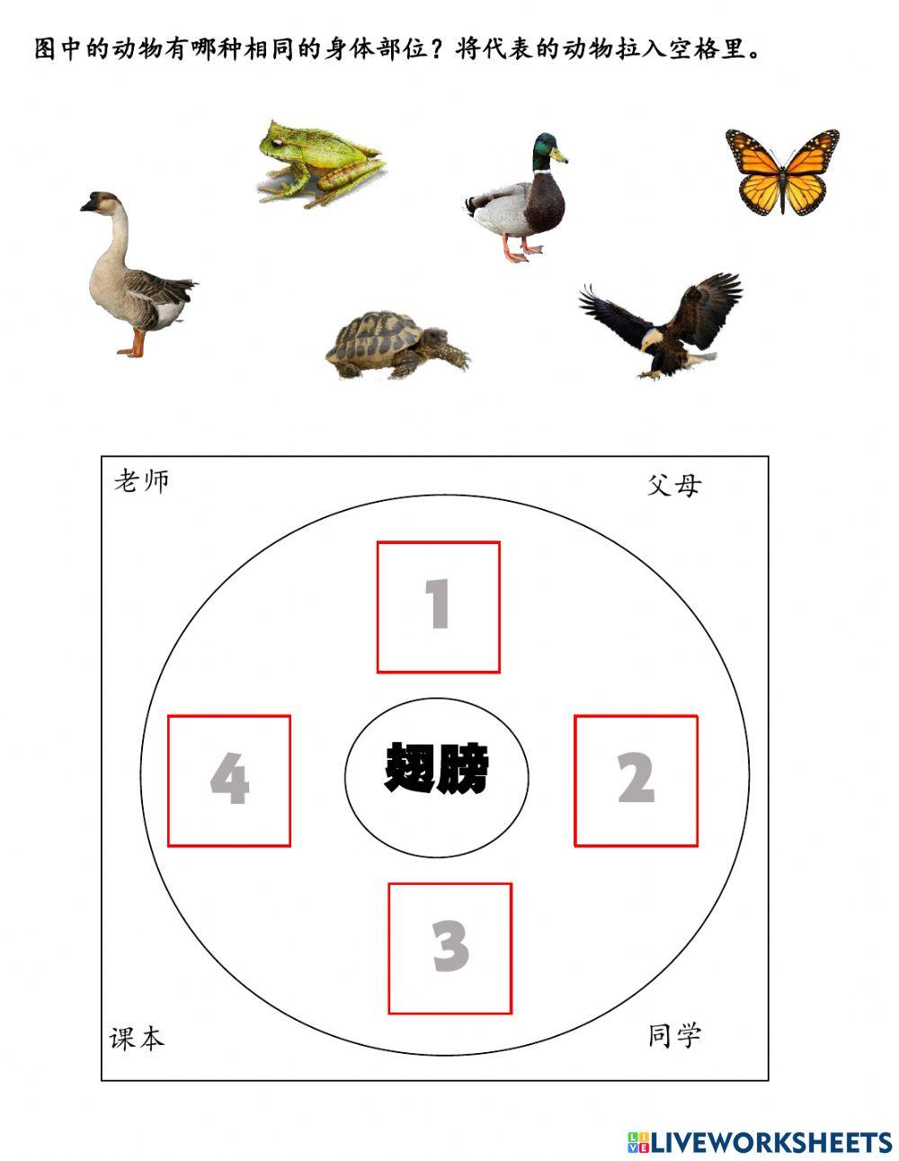 动物身体相同的部位