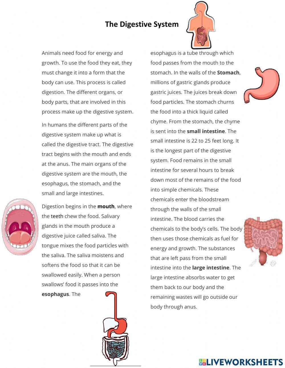Digestive System Article