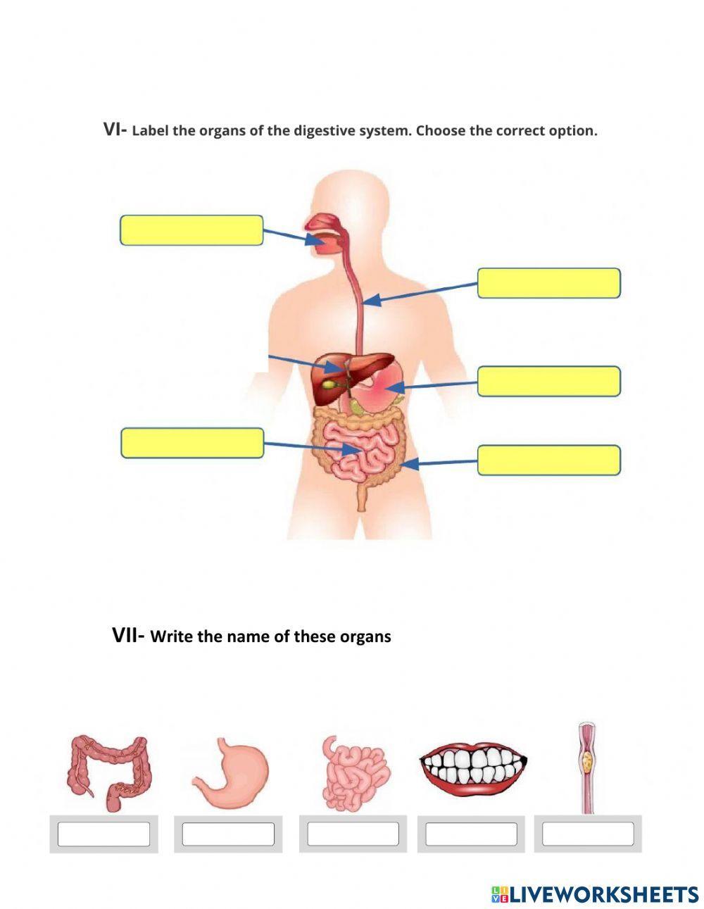 Digestive System Article