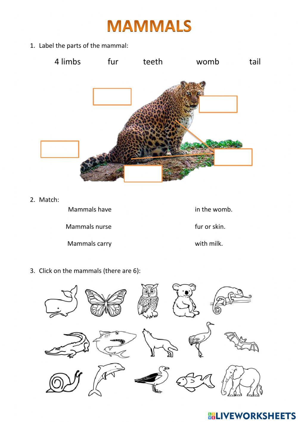 Mammals - vertebrates worksheet | Live Worksheets