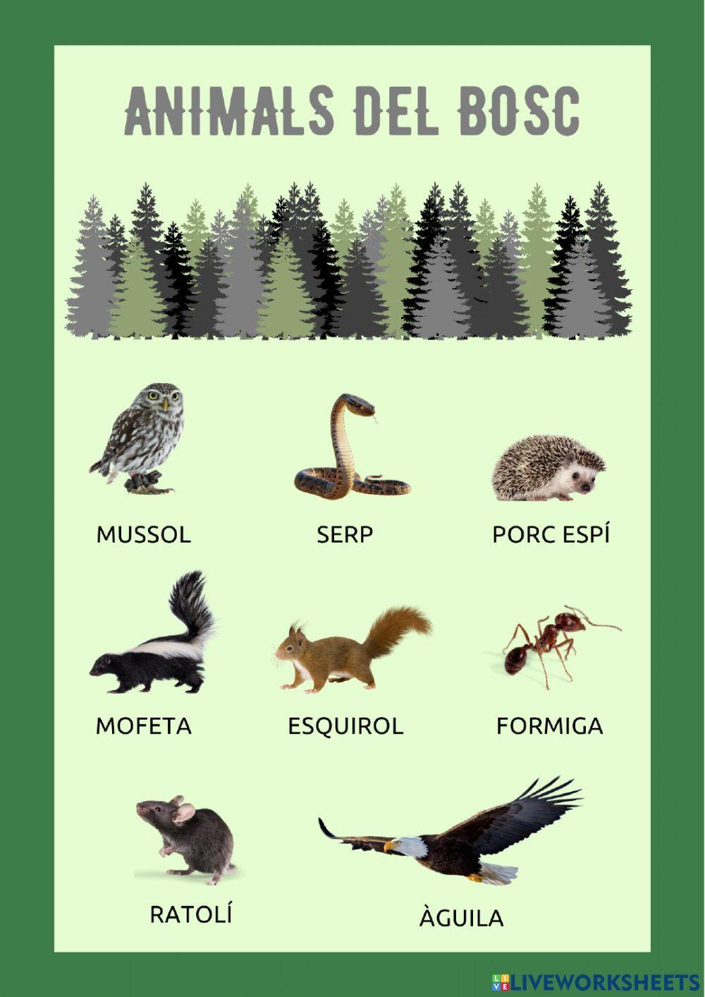 Animals del bosc Animals del bosc