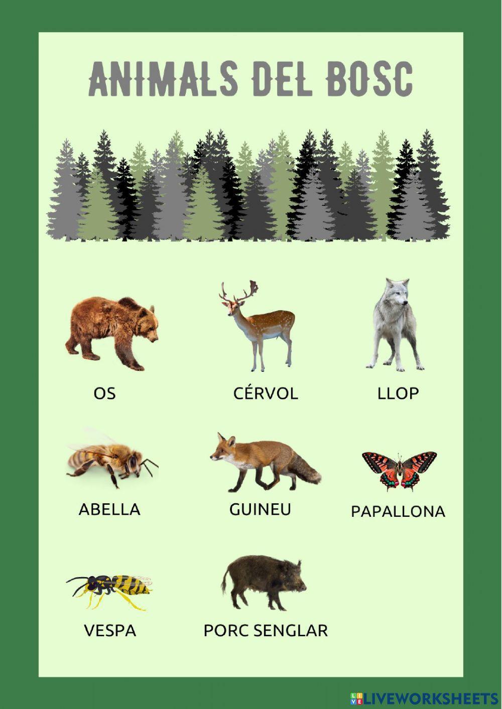 Animals del bosc Animals del bosc
