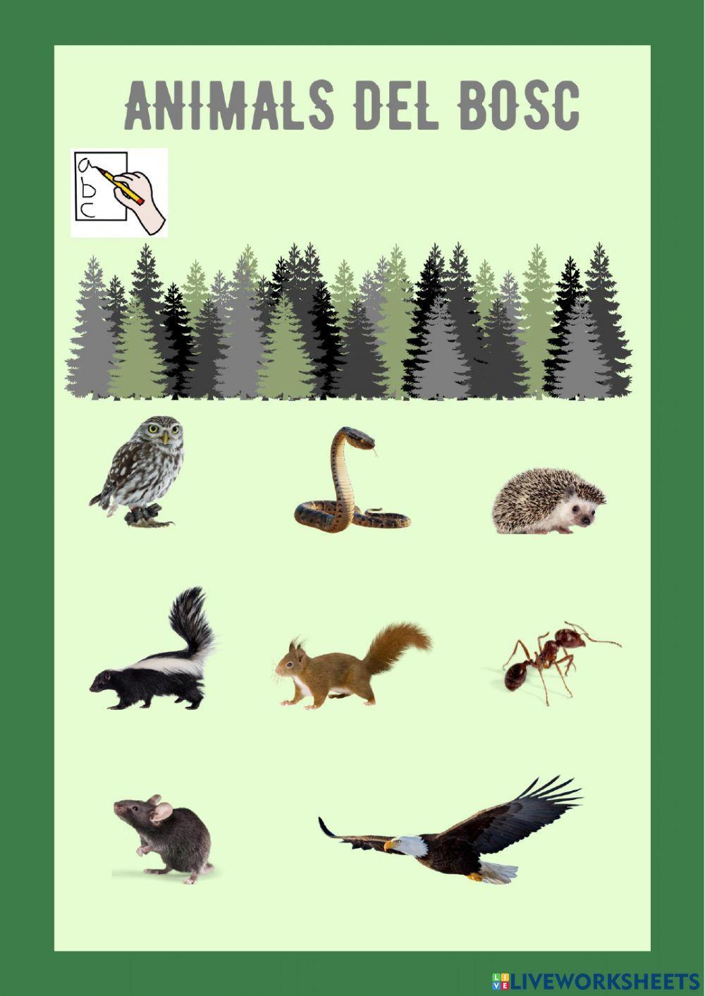 Animals del bosc Animals del bosc