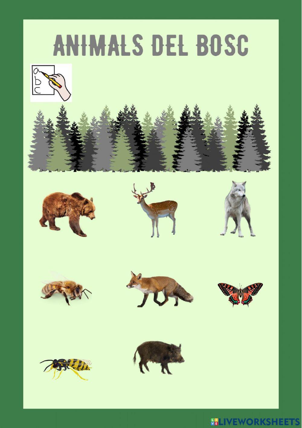 Animals del bosc Animals del bosc