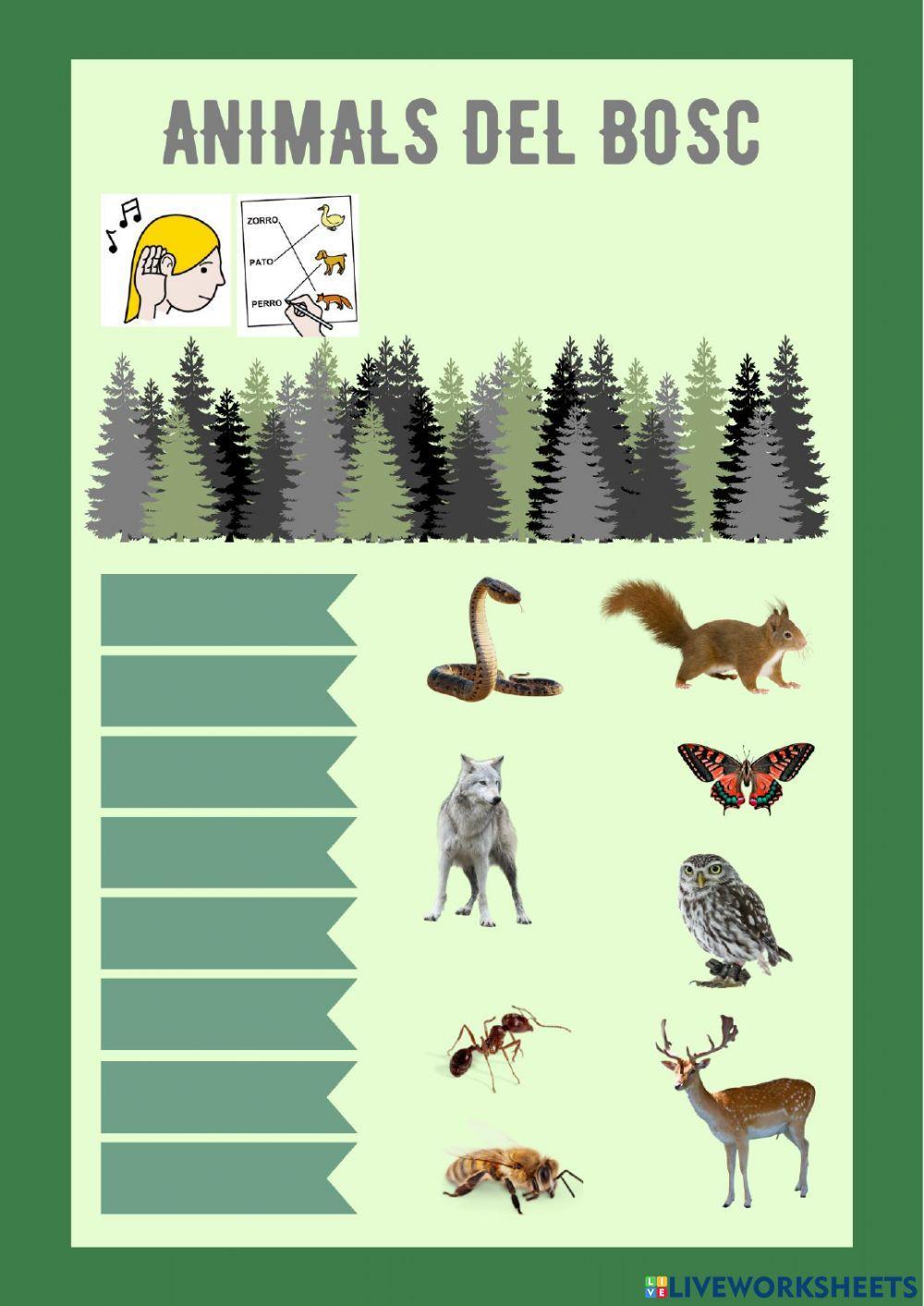 Animals del bosc Animals del bosc
