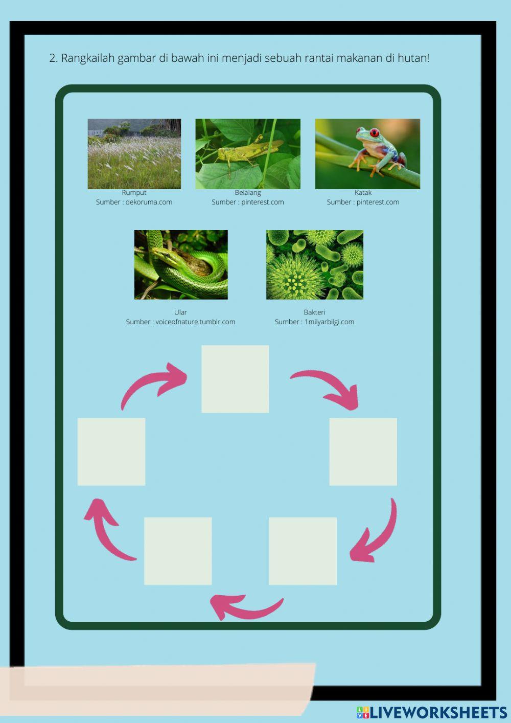 Interaksi Antar Makhluk Hidup