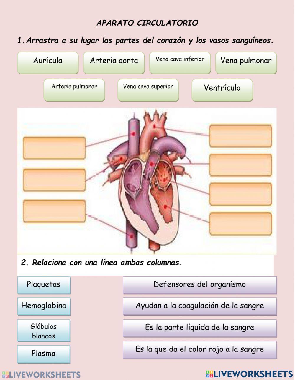 Sistema circulatorio