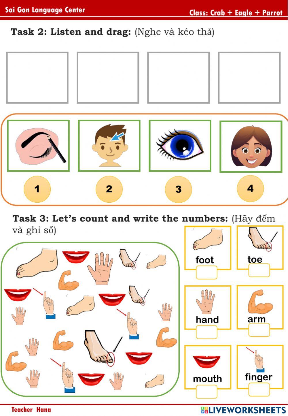 PPD - A3 - Review body parts