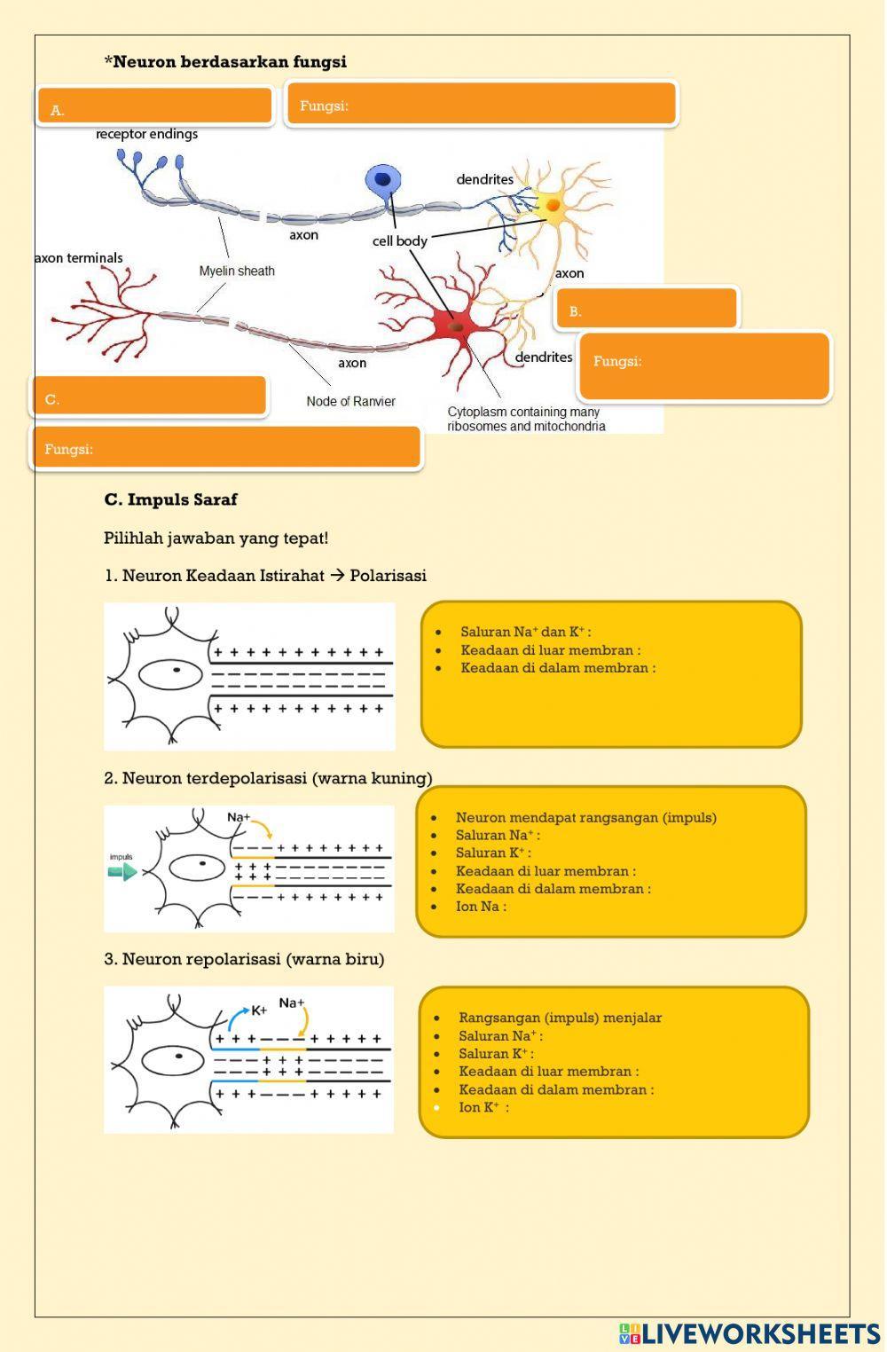Lembar Kerja Sistem Saraf 1