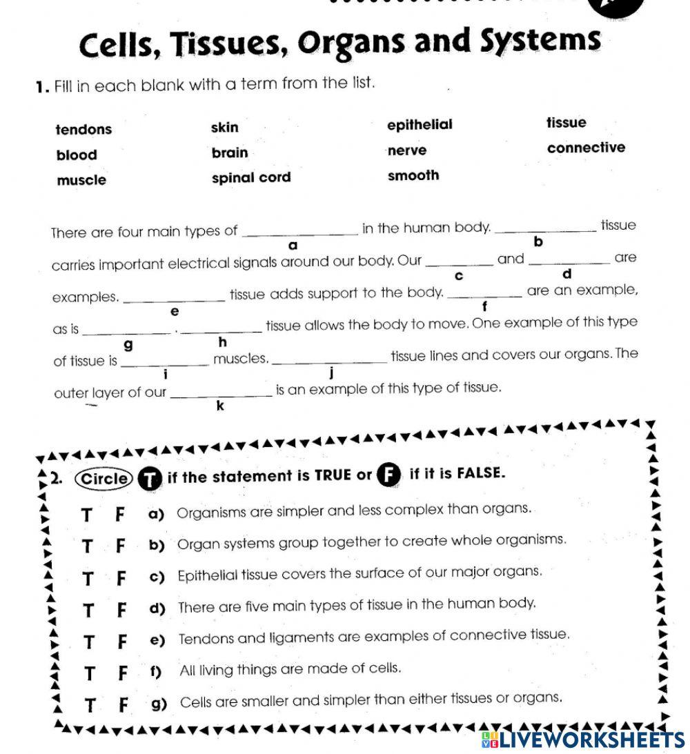 Cells, Tissues, Organs, Organ Systems 3585581 Kathryn