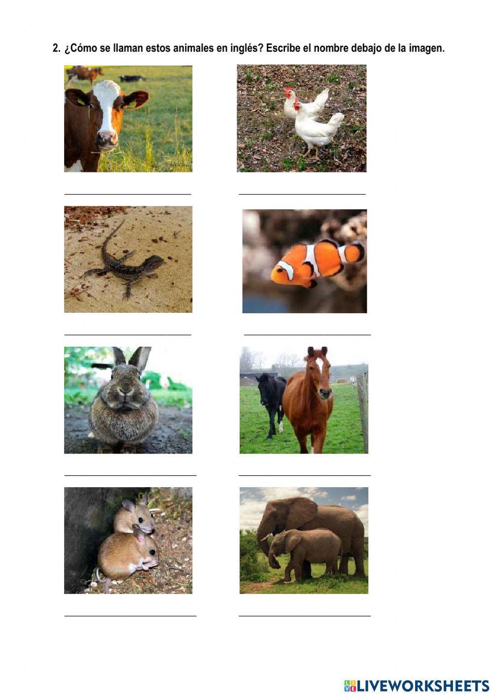 Animals in English