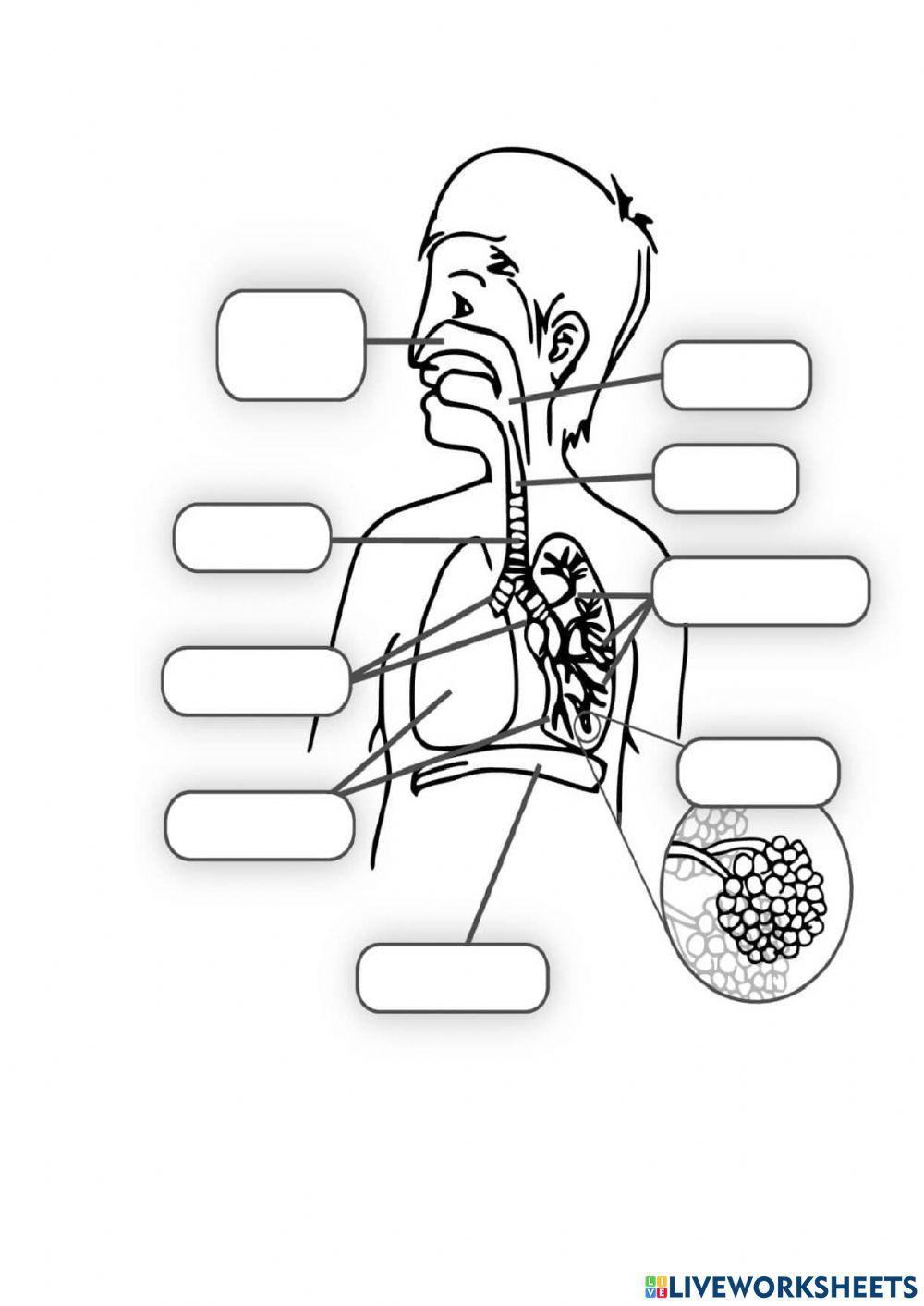 Sistema respiratorio