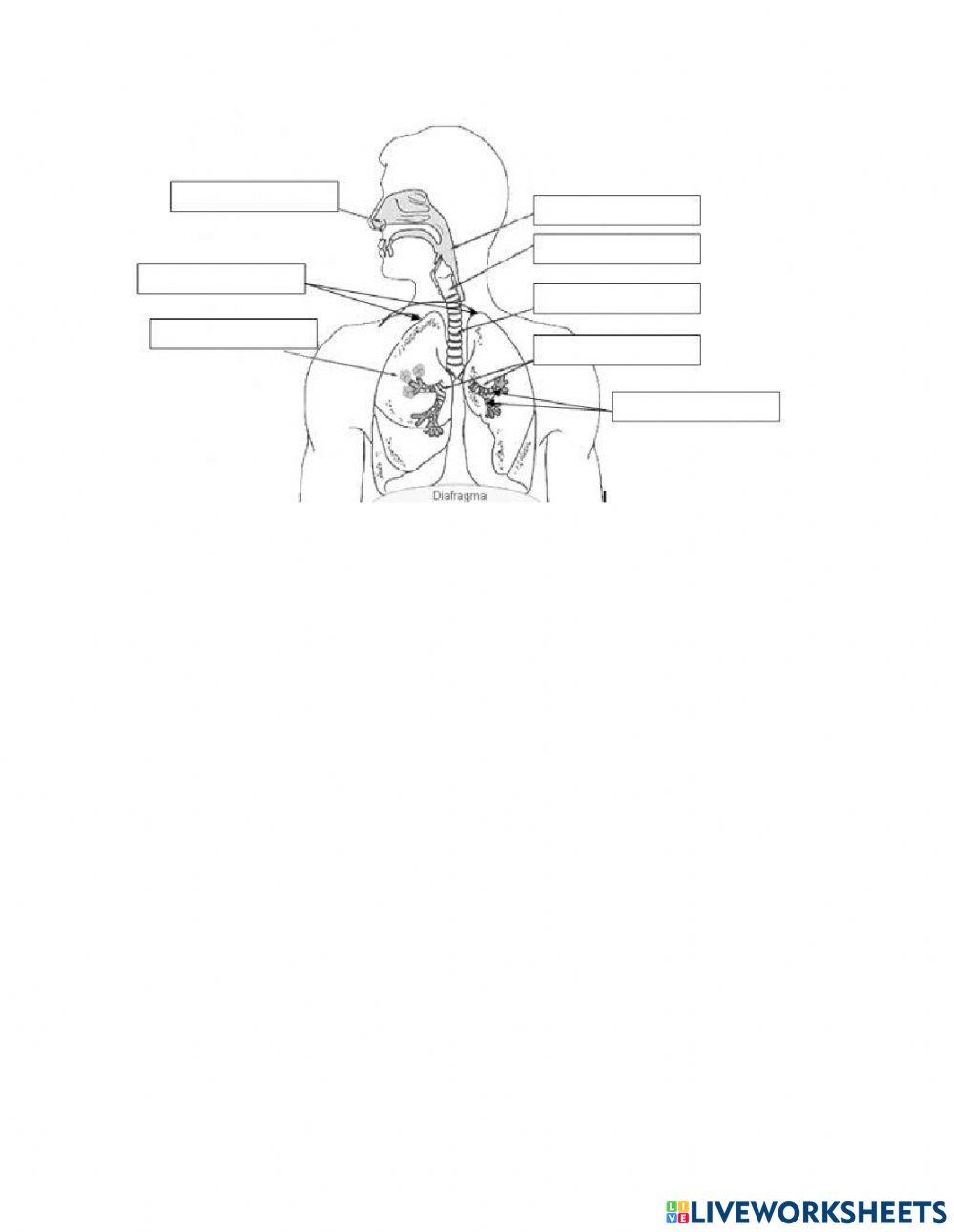 Sistema Respiratorio