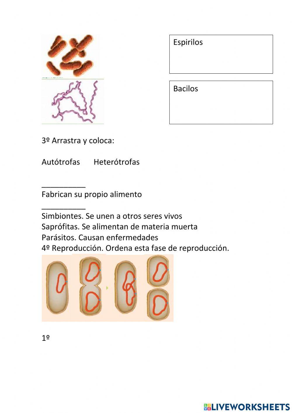 El reino moneras | Free Interactive Worksheets | 2037707