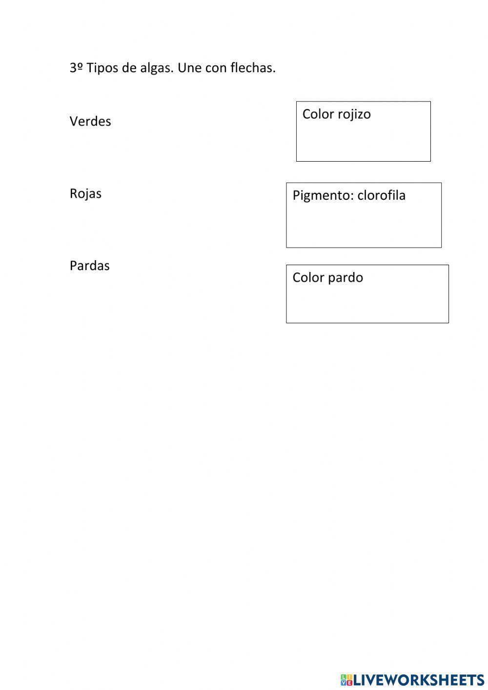 El reino protoctista