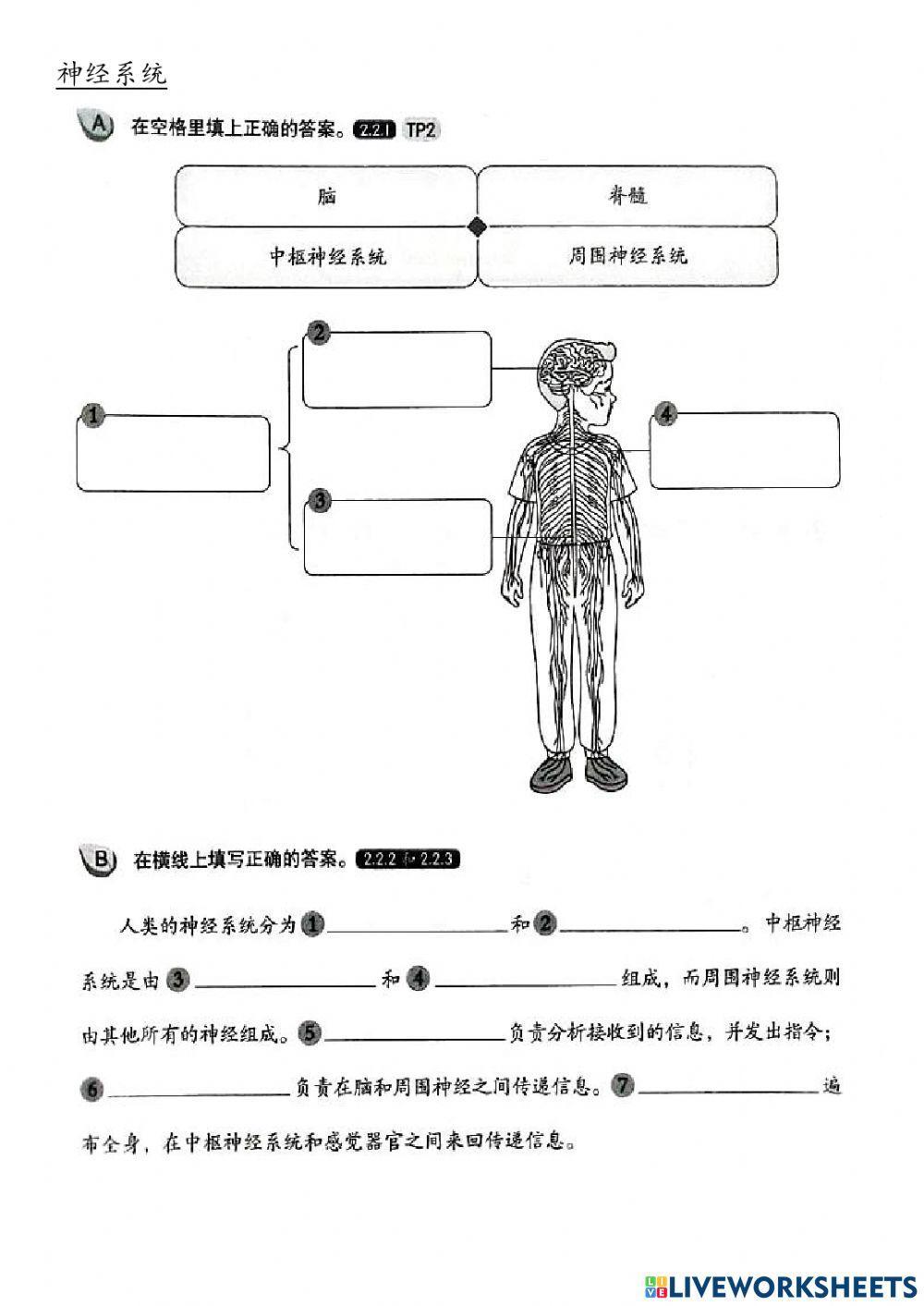 神经系统(复习）