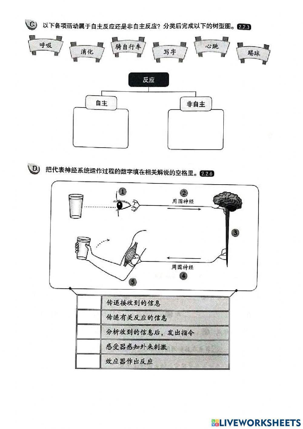 神经系统(复习）