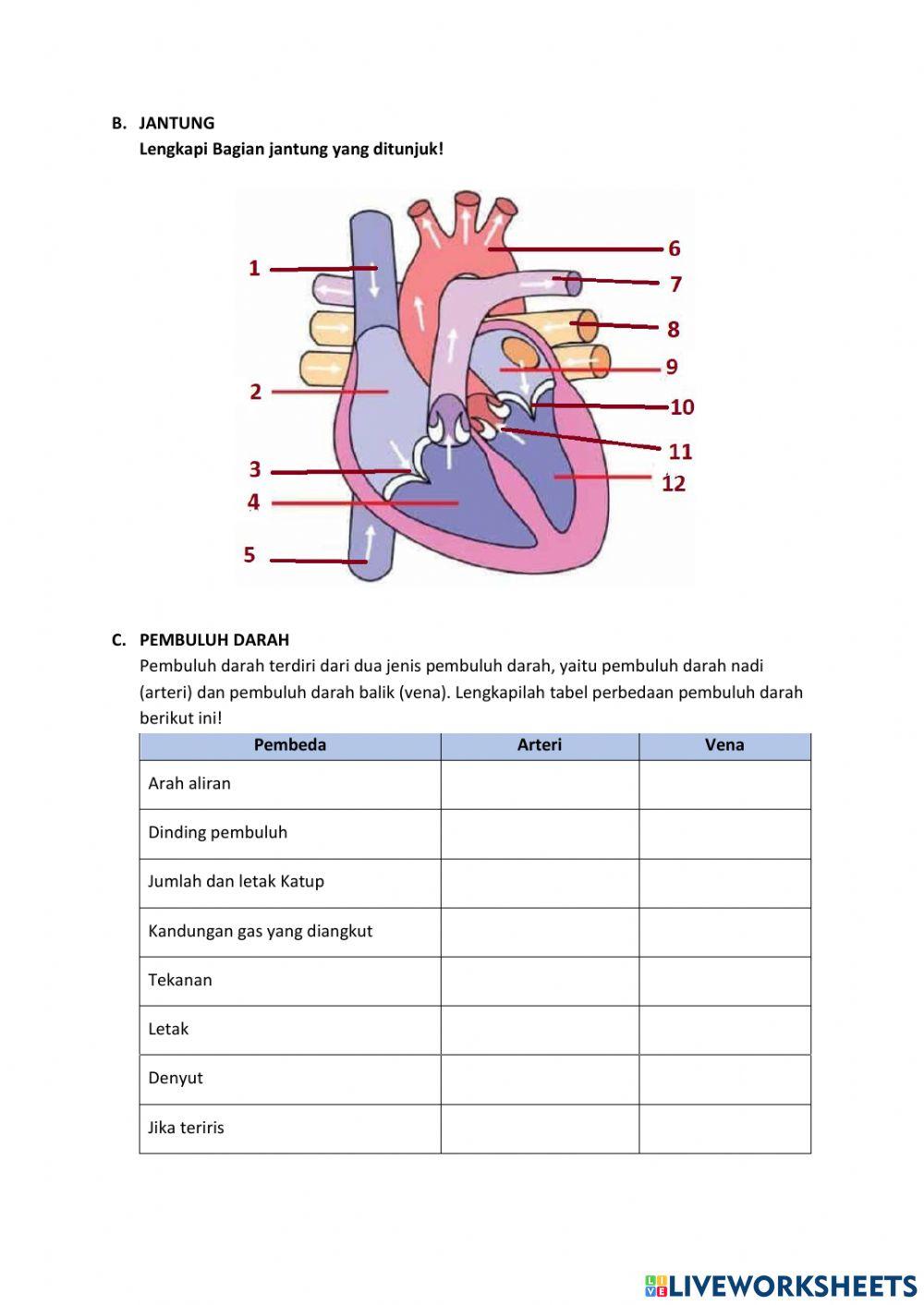 LKPD Sistem Peredaran Darah