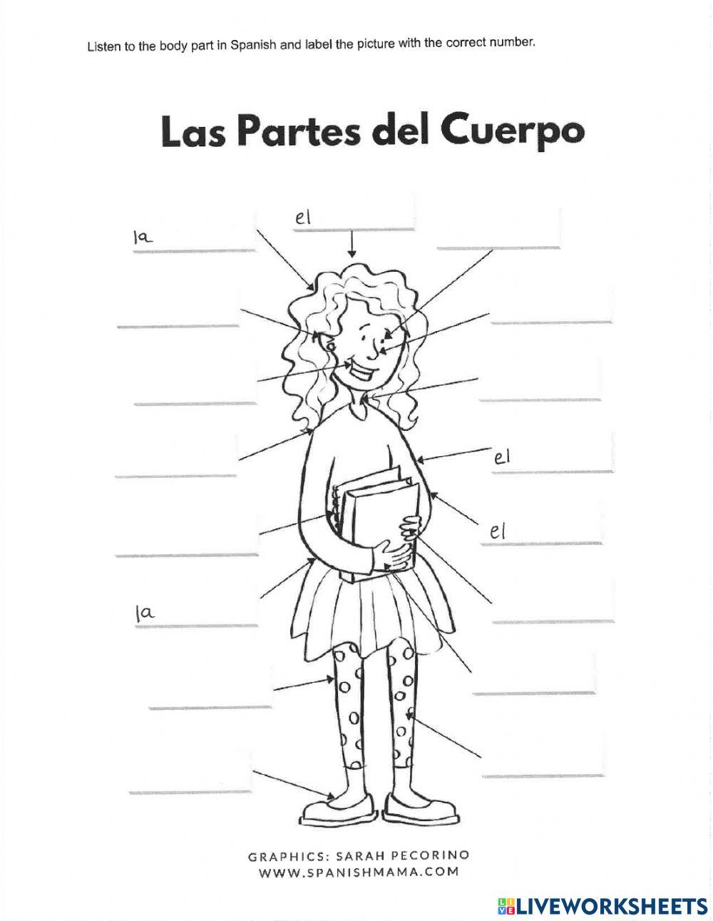 Listening activity las partes del cuerpo