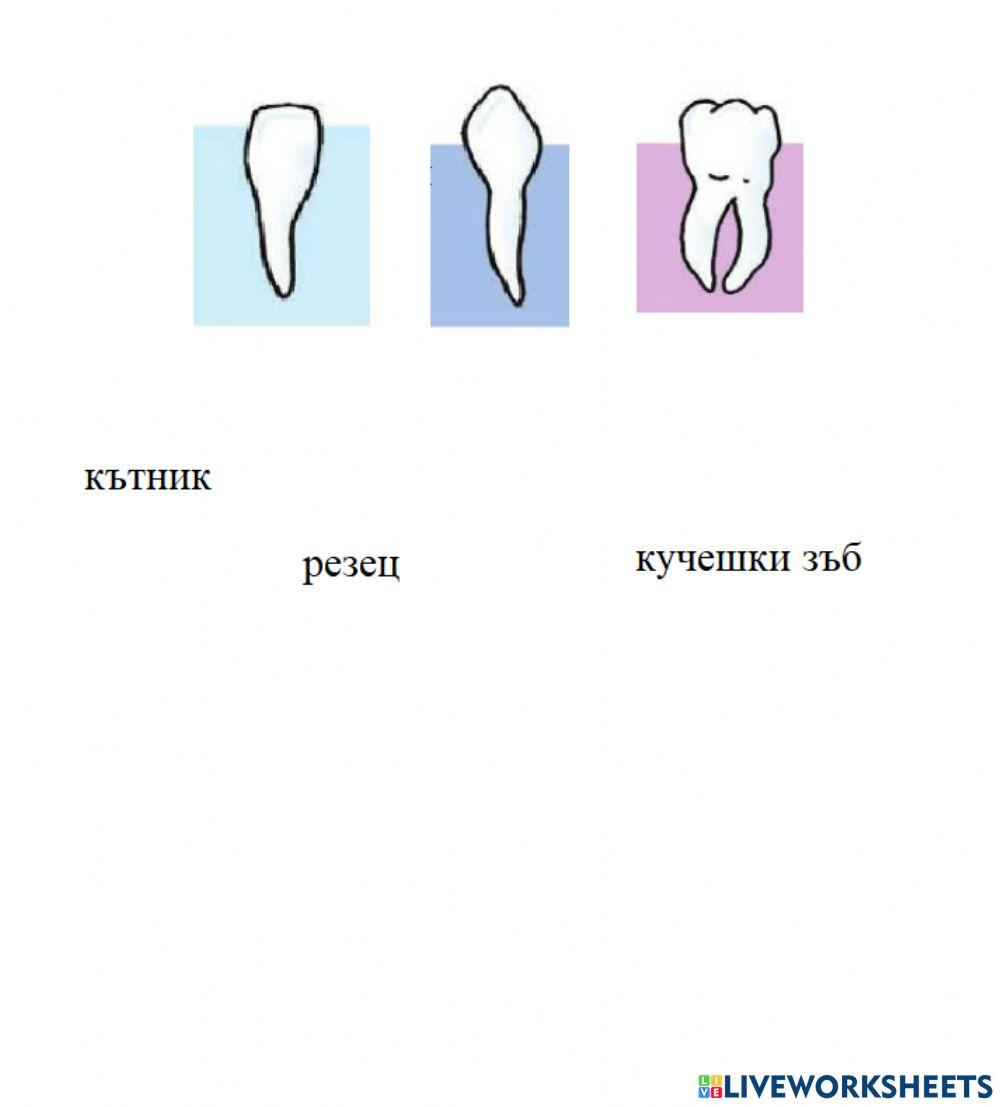 Видове зъби