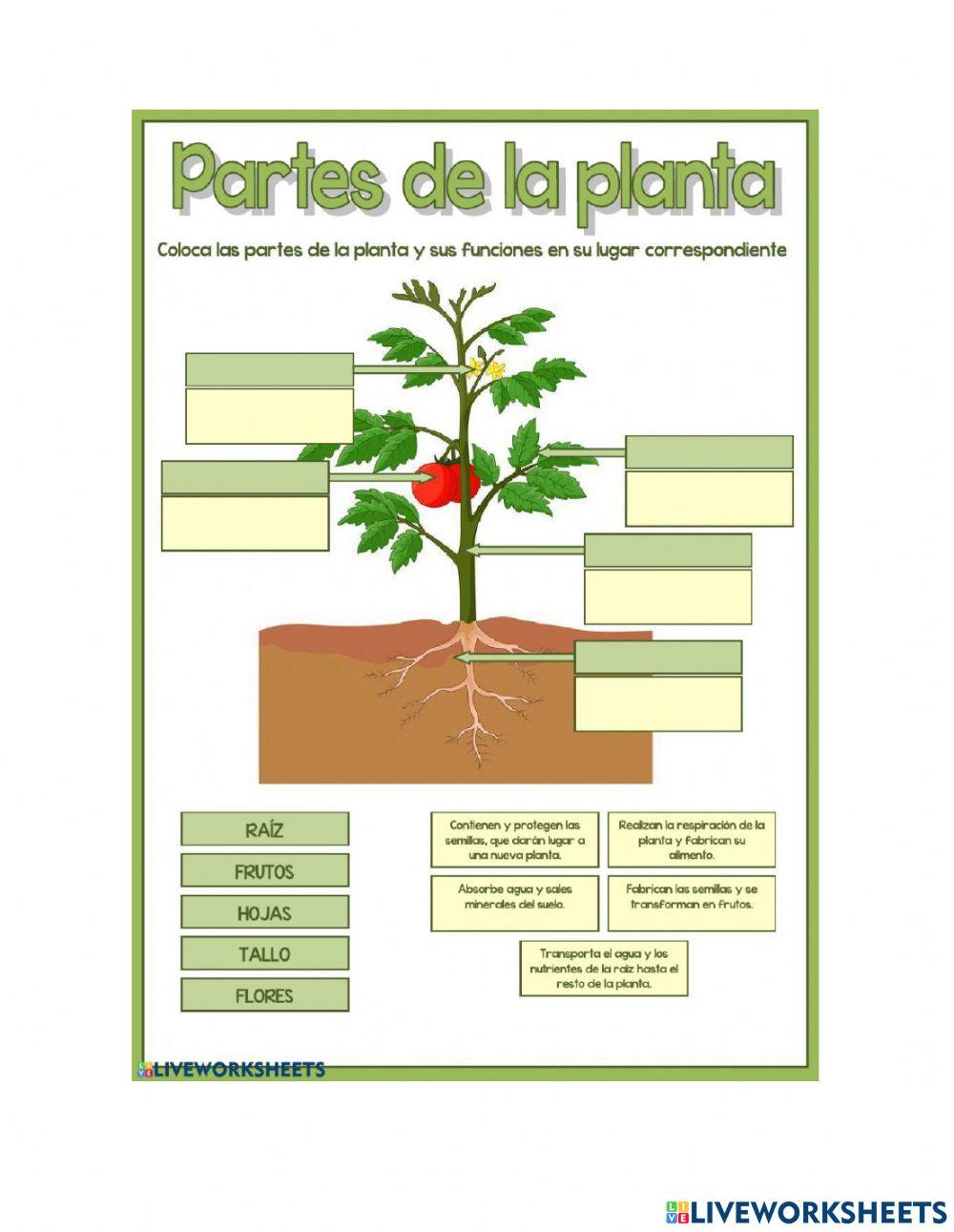 Planta Partes