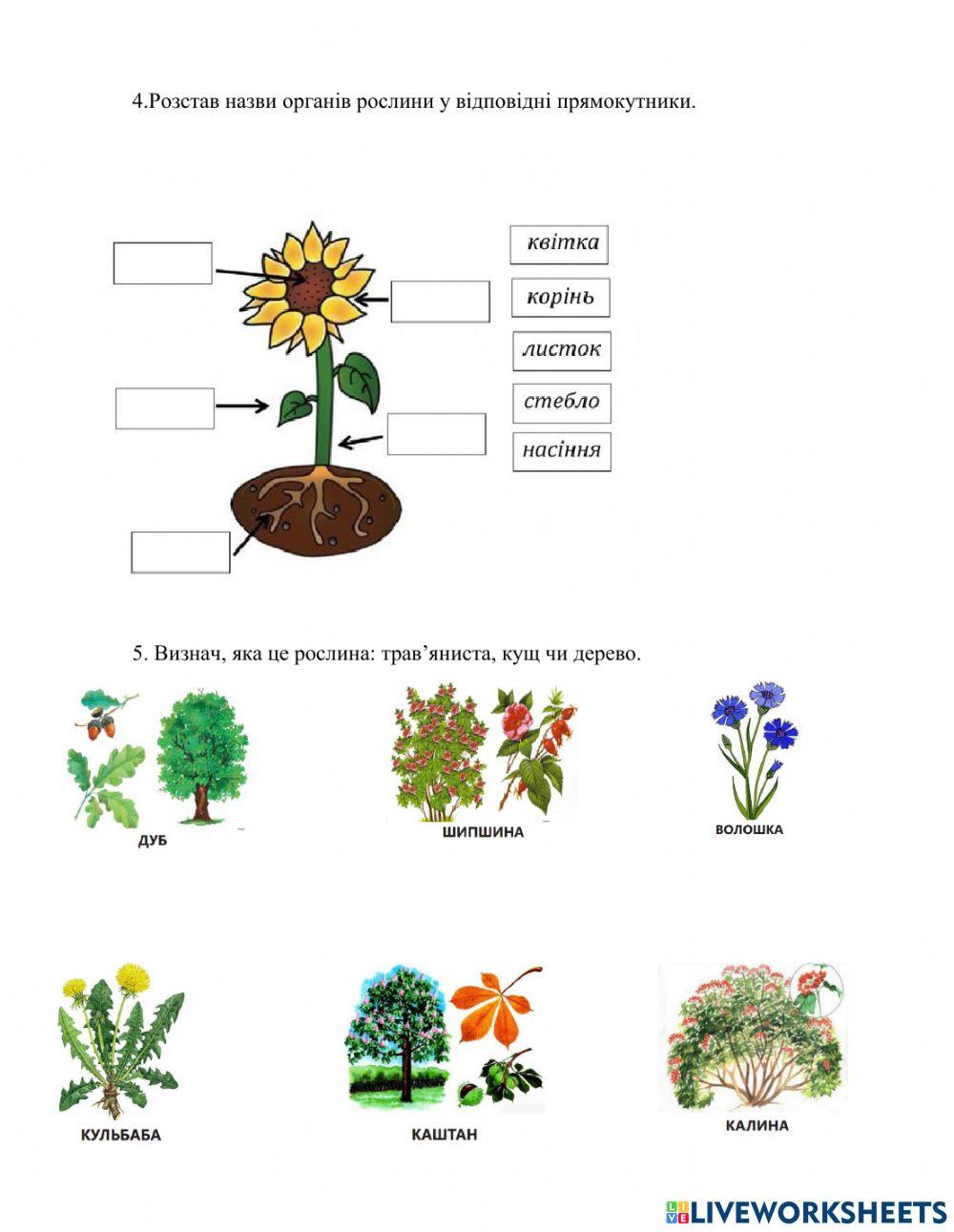 Будова рослин