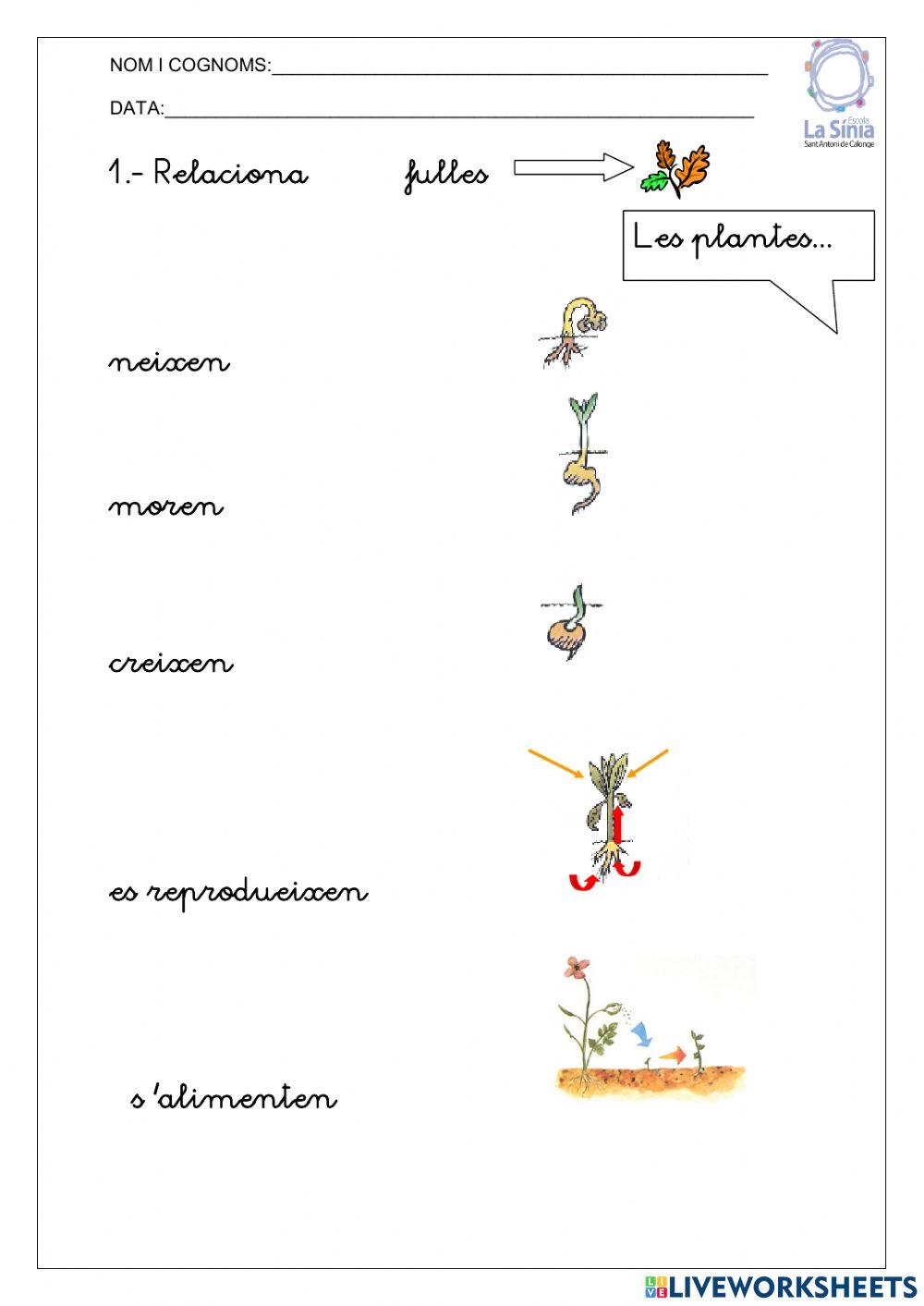 Les plantes