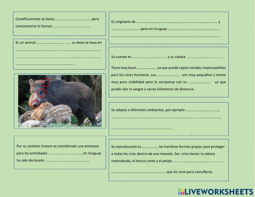 Sus scrofa, el jabalí