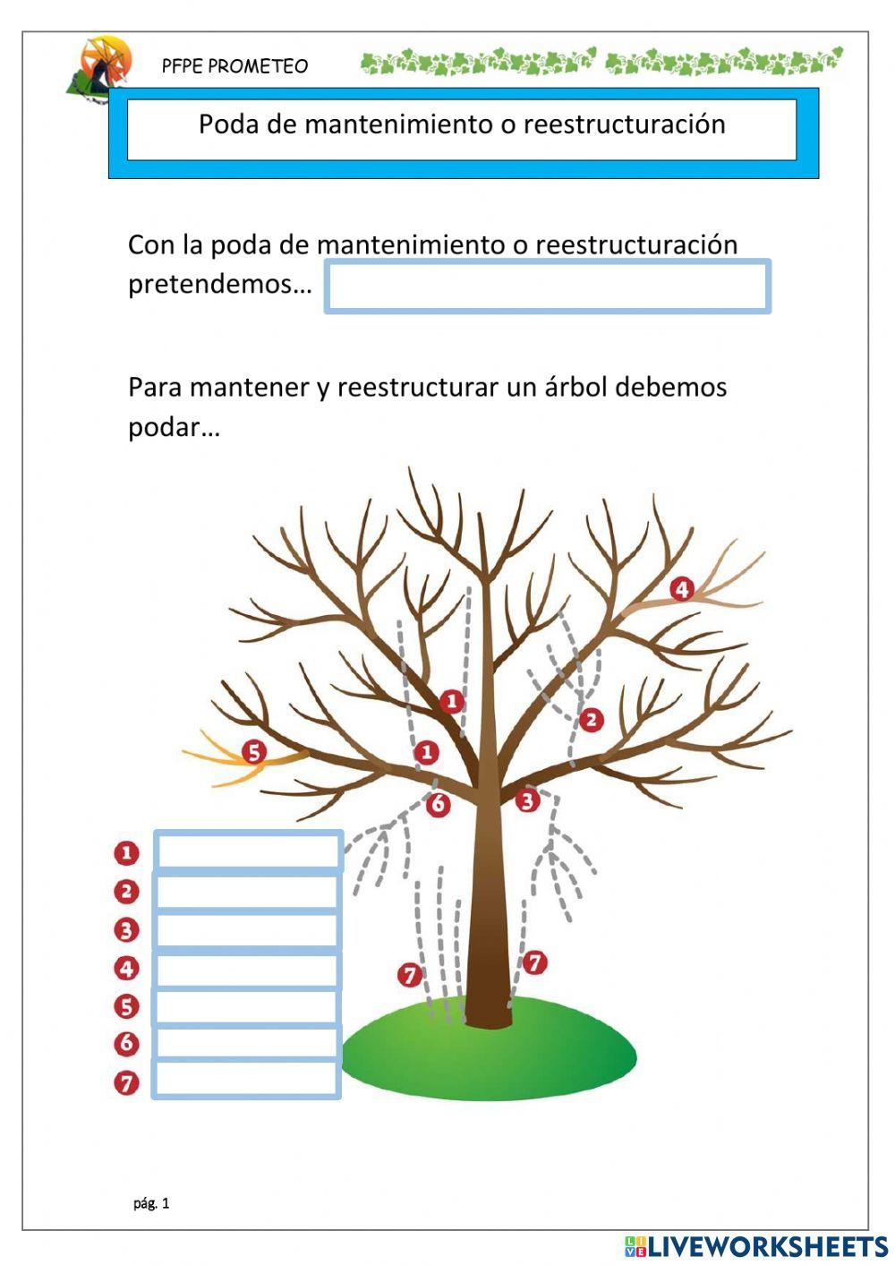 Poda de mantenimiento o reestructuración