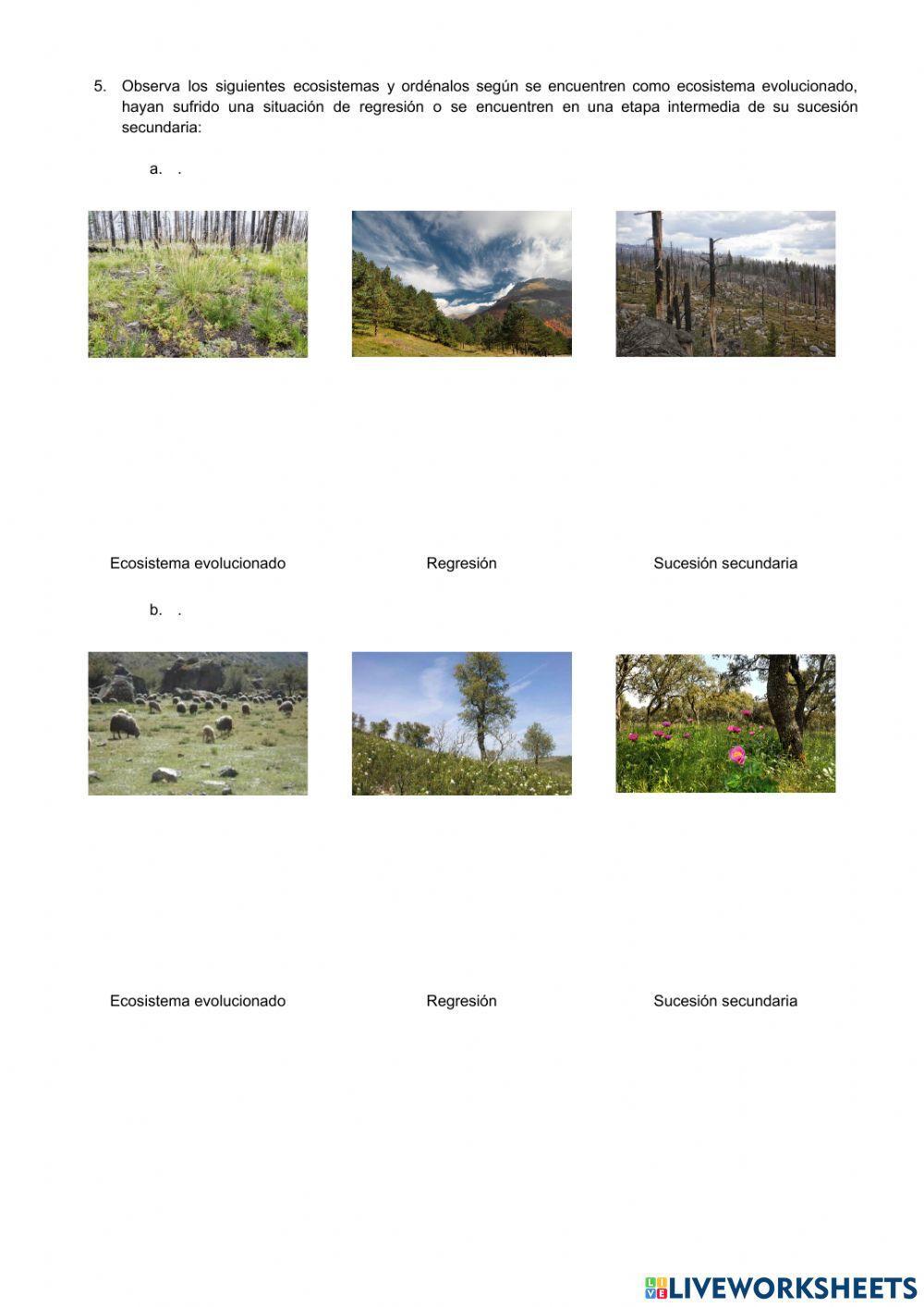 Ecosistemas V. El ecosistema como un todo