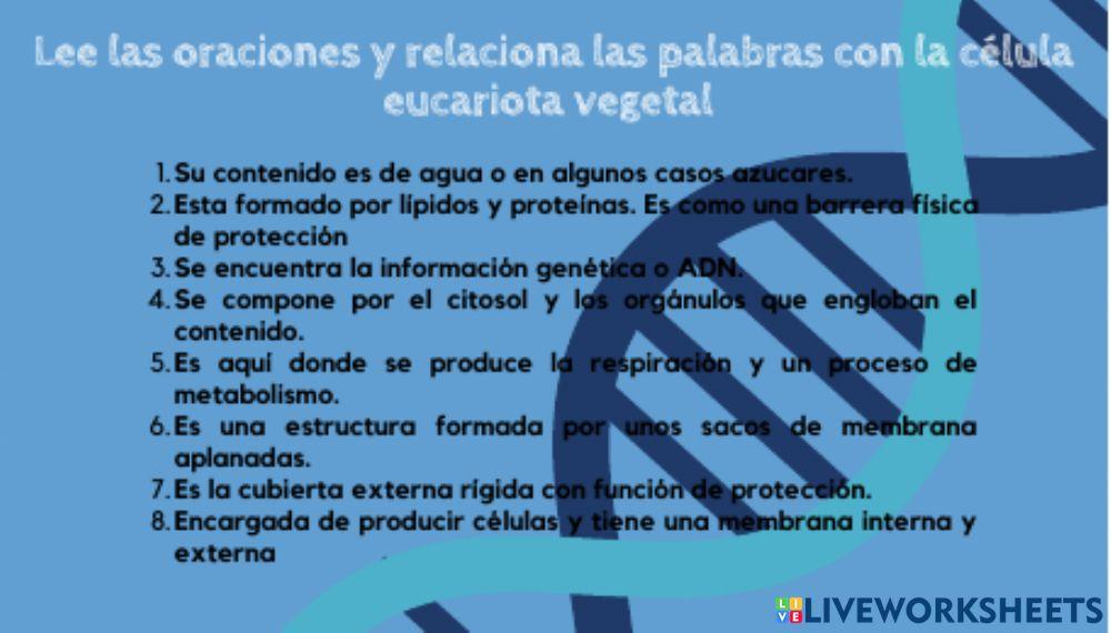 Partes de la celula vegetal.eucariota