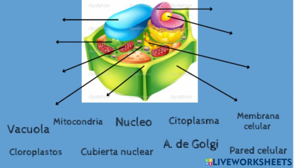 Partes de la celula vegetal.eucariota