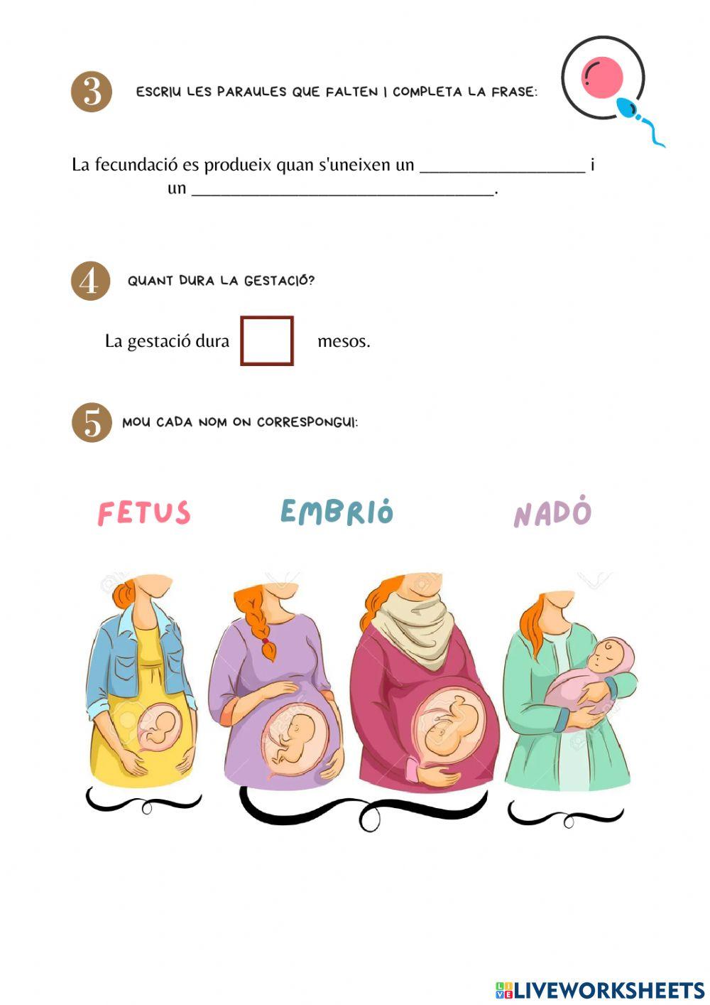 La reproducció dels humans