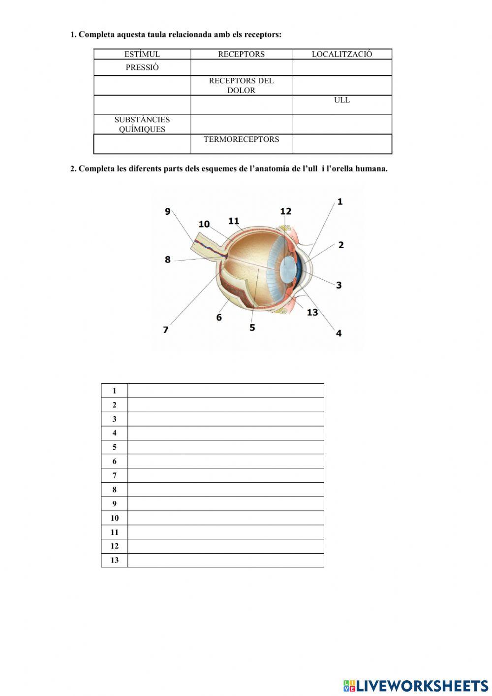 Òrgans dels sentits