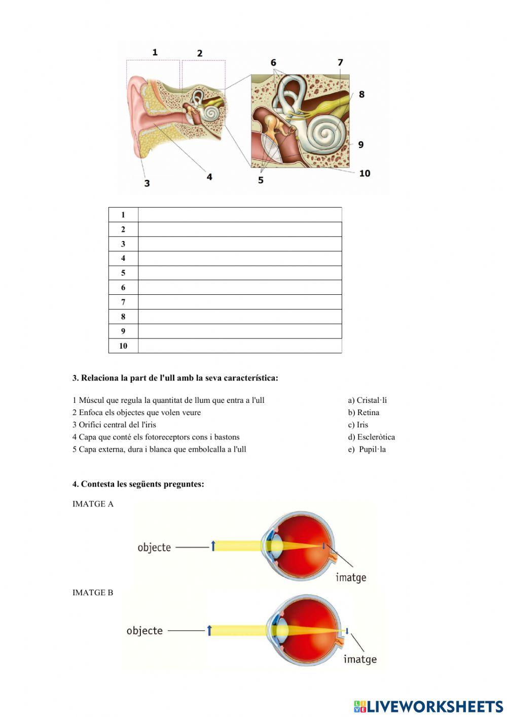 Òrgans dels sentits