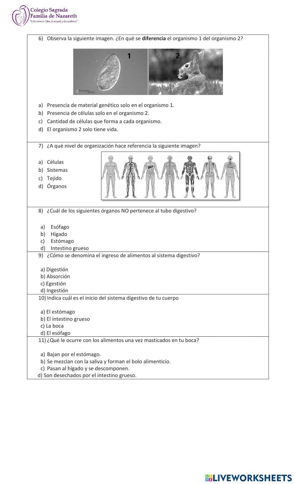 Sistema digestivo y niveles de organización