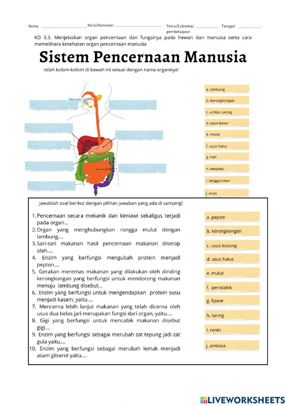 LKPD Materi - Sistem Pencernaan Manusia-