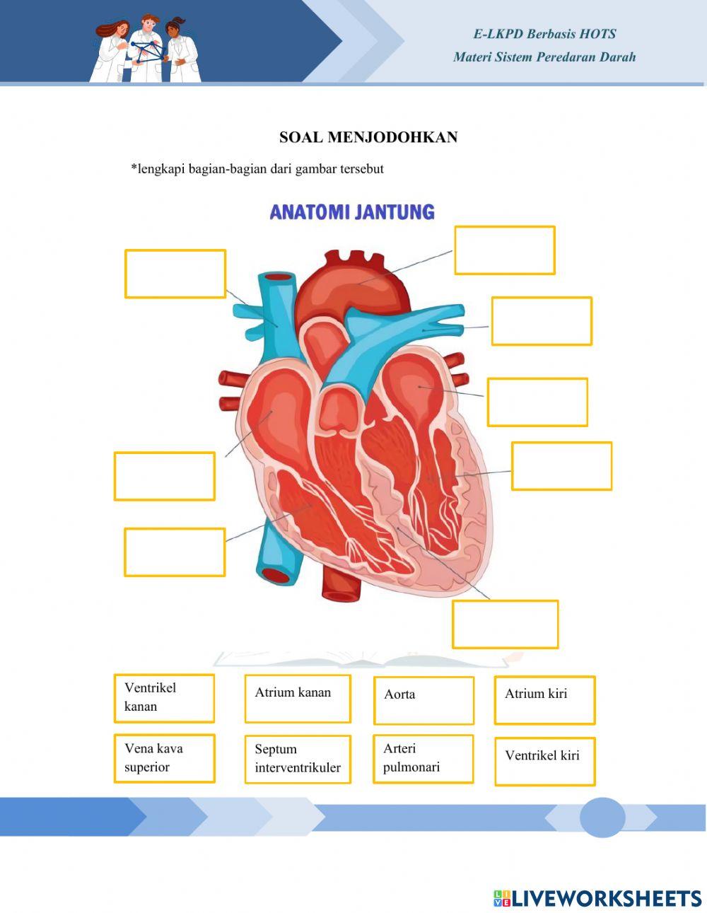 Sistem Peredaran Darah