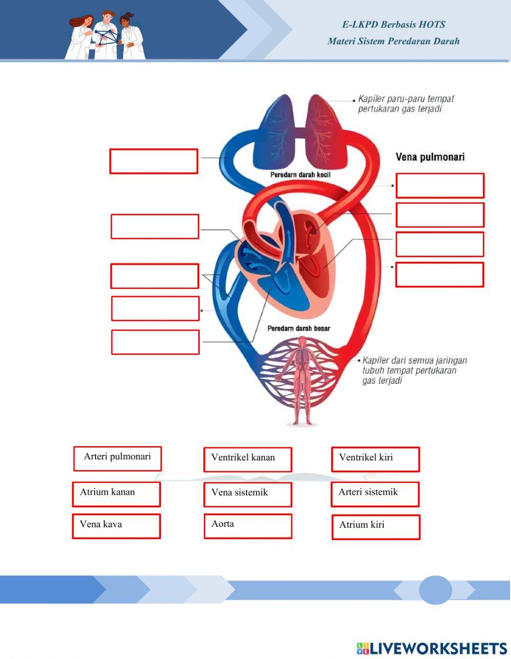 Sistem Peredaran Darah
