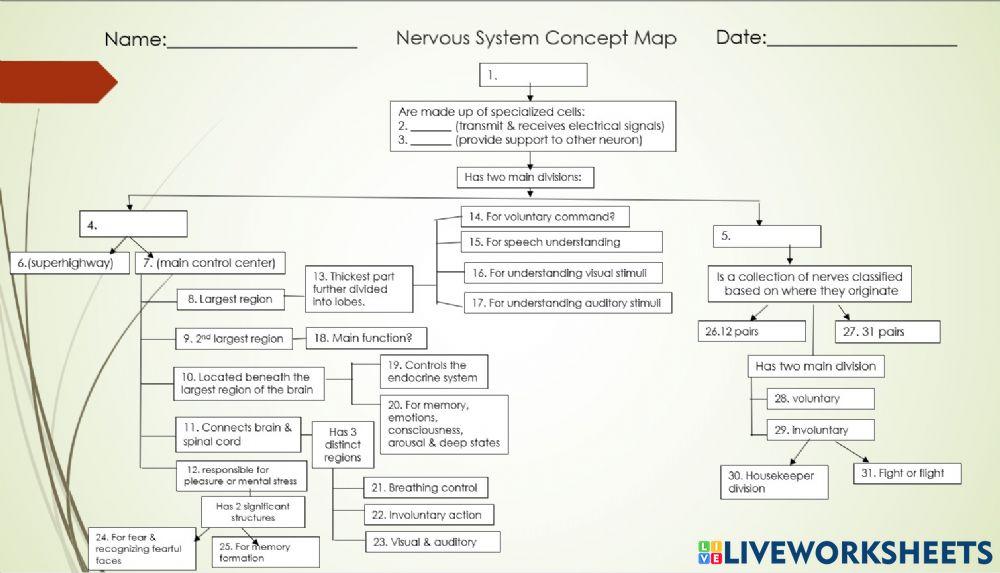 Nervous System Concept Map