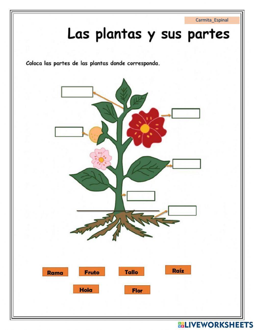 Partes e la planta