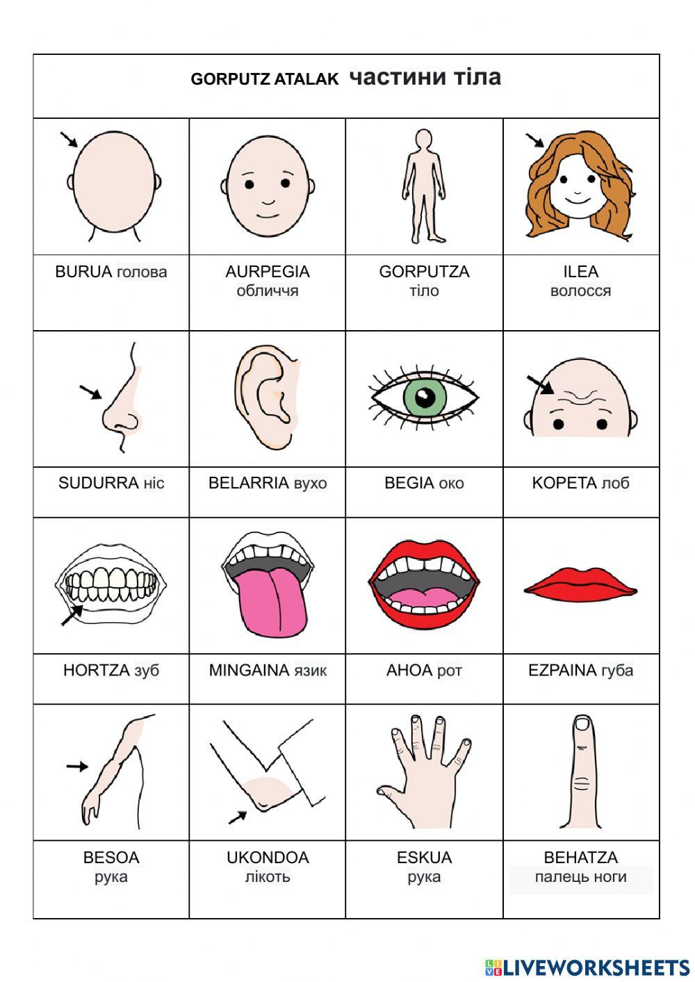 Gorputz atalak audioekin