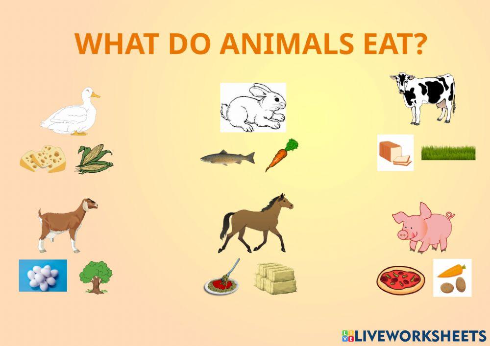 What do animals eat?