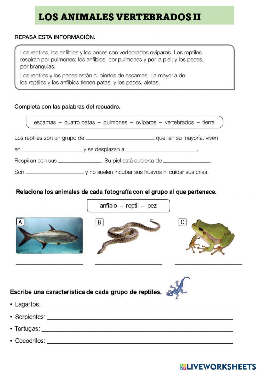 Vertebrados 2 Vertebrados 2