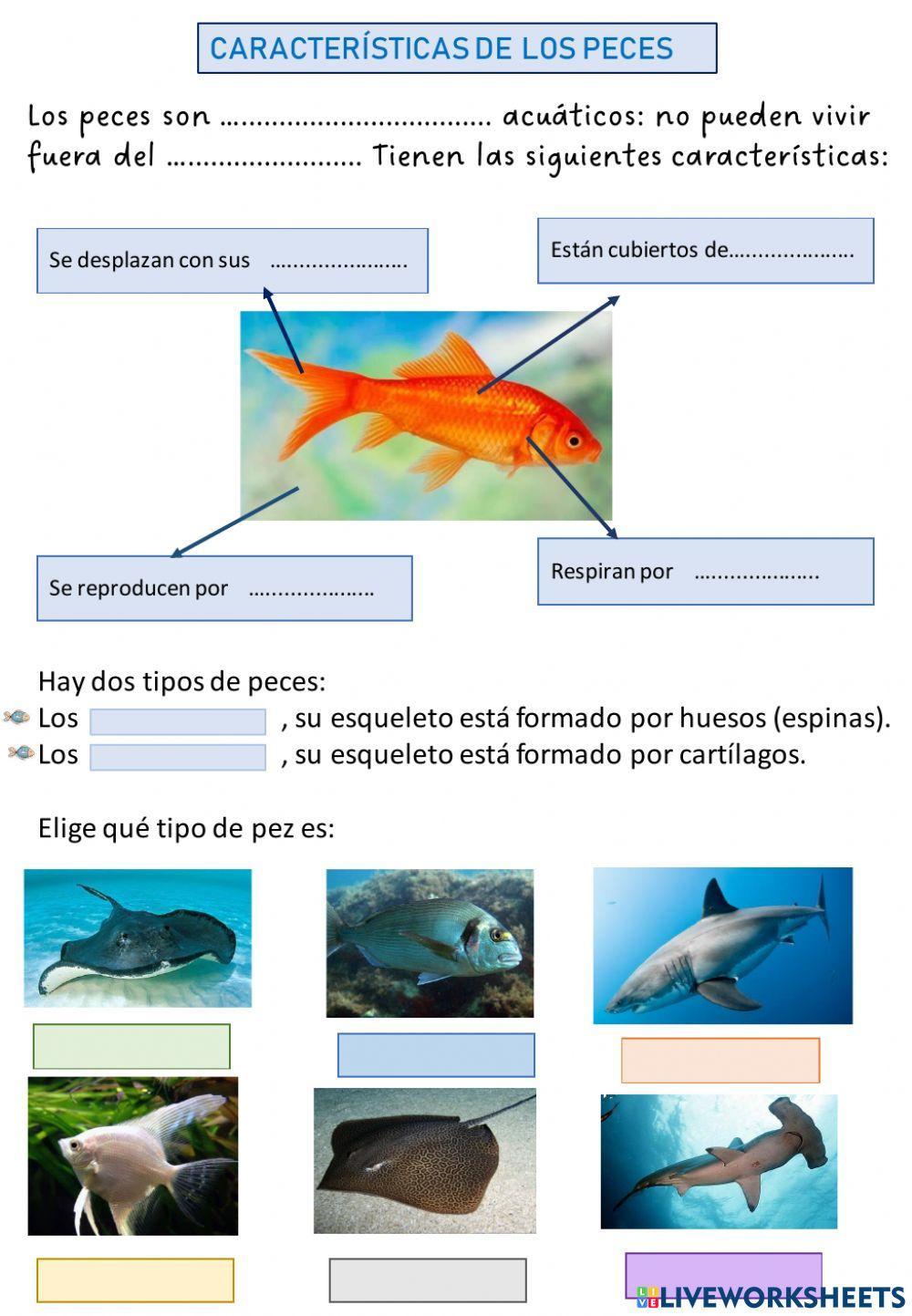 Vertebrados 2 Vertebrados 2