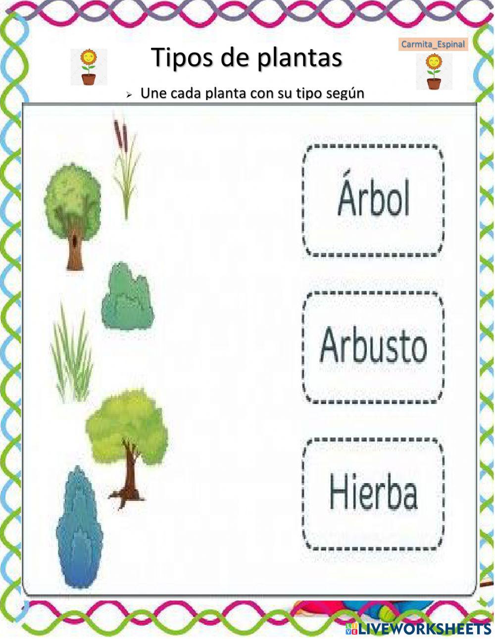 Tipos de plantas