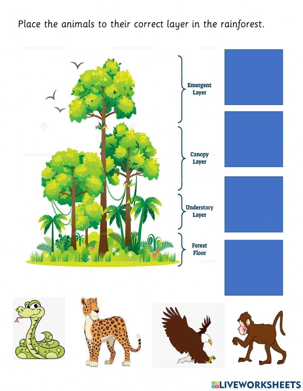 Rainforest animals and the layers